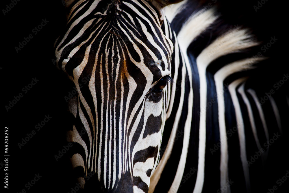 foto da zebra